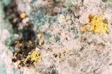 Native Gold On Shattuckite & Quartz - Namibia #284501-1